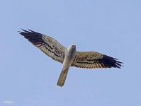 Montagus harrier (Circus pygargus) nr  Haramida cc  Stylianos Zannetos 190418 01.JPG