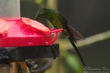 hummingbird11.jpg