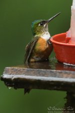 hummingbird12.jpg