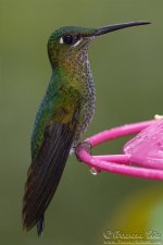 hummingbird13.jpg