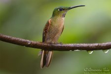 hummingbird14.jpg