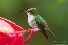 hummingbird15.jpg