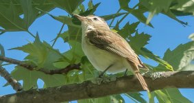 Warbling Vireo?_DSCN26176.jpg