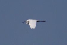 Great White Egret.jpg