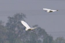 Little Egret.jpg