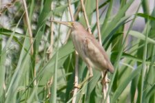 Yellow Bittern.jpg