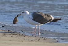 Gull 1_M7A6907.jpg