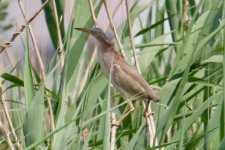 Yellow Bittern (1).jpg