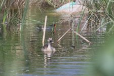 Eastern Spot-Billed Duck & Common Moorhen.jpg