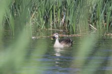 Eastern Spot-Billed Duck (male).jpg