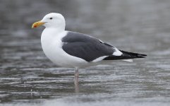 Gull 4_M7A0617.jpg