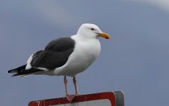 Gull 5_M7A0562.jpg