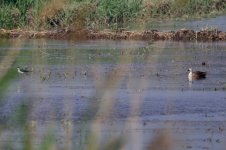 Black-Winged Stilt & Eastern Spot-Billed Duck.jpg