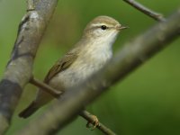 Willow Warbler_Girdle Ness_060518a.jpg