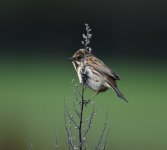 Reed Bunting_Girdle Ness_060518a.jpg