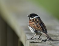 Reed Bunting_Girdle Ness_060518b.jpg