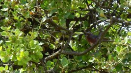 2018.06.22 Dartford Warbler.JPG