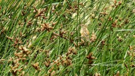 2018.06.22 Zitting Cisticola.JPG