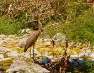 Purple heron  Faneromeni Upper Ford 280518 by Michael Smith.JPG