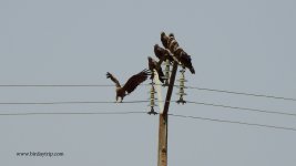 2018.06.22 Black Kites.JPG