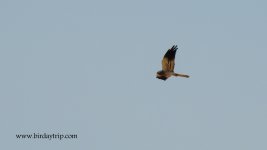 2018.06.22 Montagu's Harrier.JPG