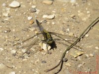 Black-Tailed Skimmer (Imm. Male).jpg