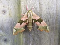 Lime Hawk-moth Mimas tiliae.JPG