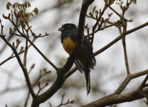 black headed trogon.JPG