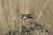 Little Ringed Plover (2).jpg