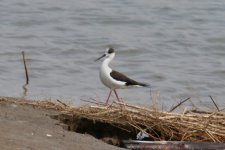 Black-Winged Stilt.jpg