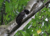 Black-and-White Owl.JPG