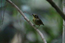 Golden-crowned Spadebill.JPG