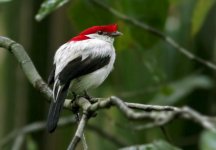 Araripe Manakin.jpg