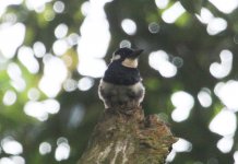 Black-breasted Puffbird-6.JPG