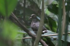 Olive-backed Quail-Dove.JPG