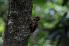 Cinnamon Woodpecker-6.JPG