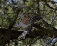 1205turtle dove.JPG