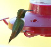 Hummer Rufous 2018-06-23 205.jpg