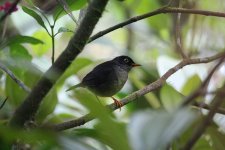 Slaty-backed Nightingale-Thrush-4.JPG