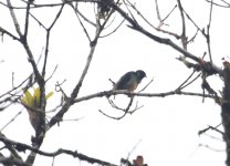 Green-naped Tanager-2.JPG