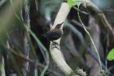 Southern Nightingale-Wren-8.JPG