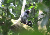 Plumbeous Hawk-4.JPG