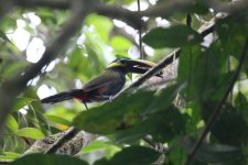 Yellow-eared Toucanet-6.JPG