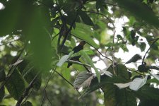 Saffron-headed Parrot-6.JPG