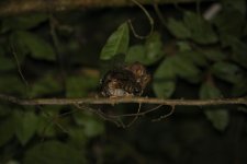 Vermiculated Screech-Owl-3.JPG