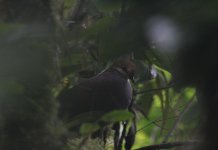 Russet-Crowned Quail-Dove.JPG