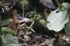 Tawny-throated Leaftosser.JPG