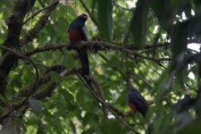 Slaty-tailed Trogon-5.JPG