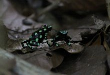 Black-and-Green Dart Frogs-13.JPG