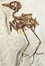 Zygodactylus grandei.jpg